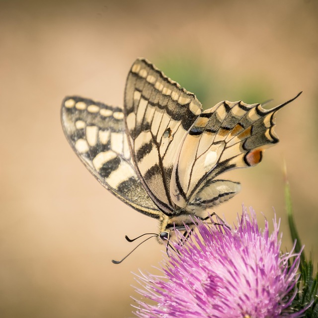 Insekt, Schmetterling, Natur