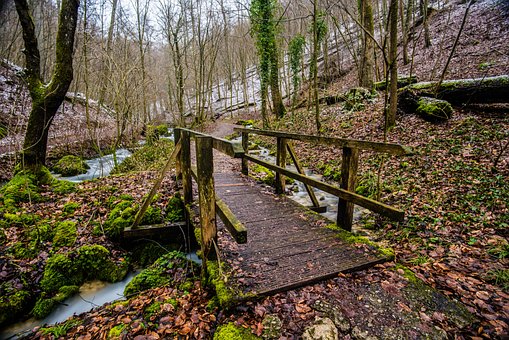 Bois, Nature, Arbre, Chemin D'Accès
