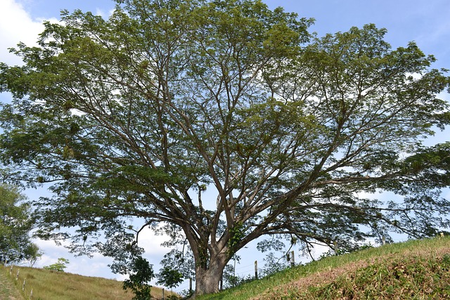 Free Tree Nature photo and picture