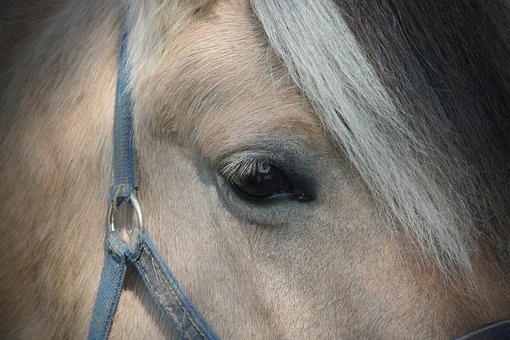 Free Portrait Mammal photo and picture