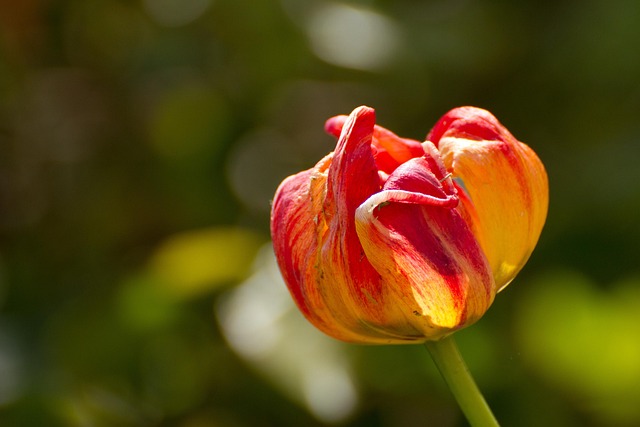 Free Nature Flower photo and picture