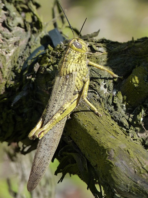 Free Grasshopper Lobster photo and picture
