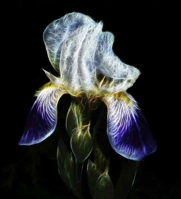 Fractalius, Iris, Mare Barbă Iris