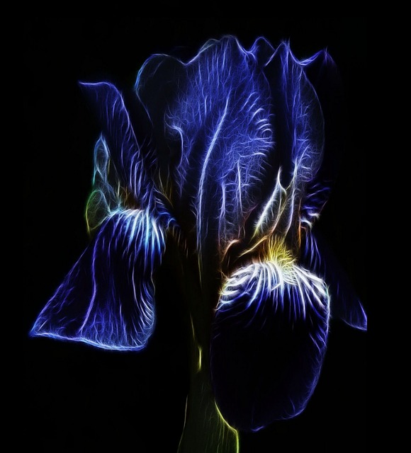 Fractalius, Albastru, Iris