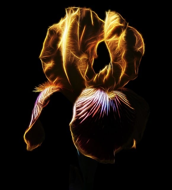 Fractalius, Iris, Høj Skæg Iris