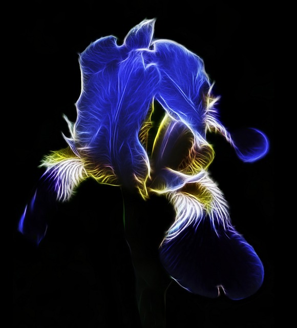 Fractalius, Floare, Iris, Crin De Sabie