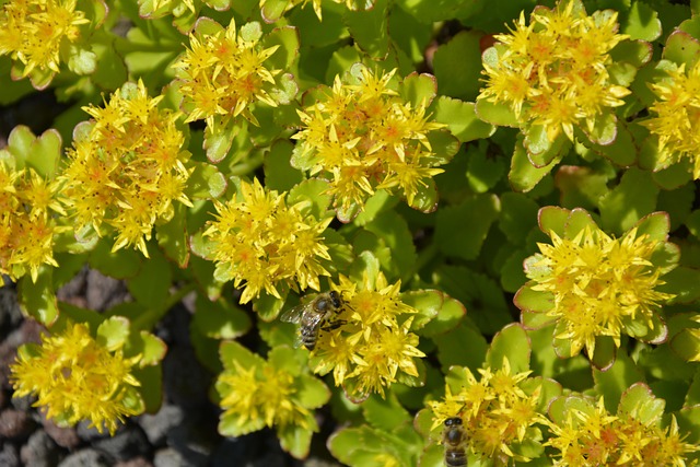 Natur, Plante, Blomst, Sommer, Have