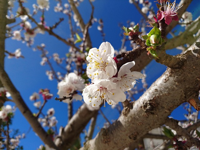 Free Tree Branch photo and picture