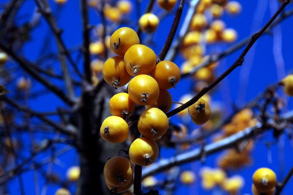 树 自然 季节 - Pixabay上的免费照片 - Pixabay