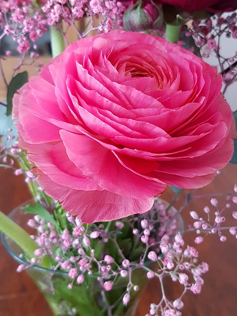 Free Flower Plant photo and picture