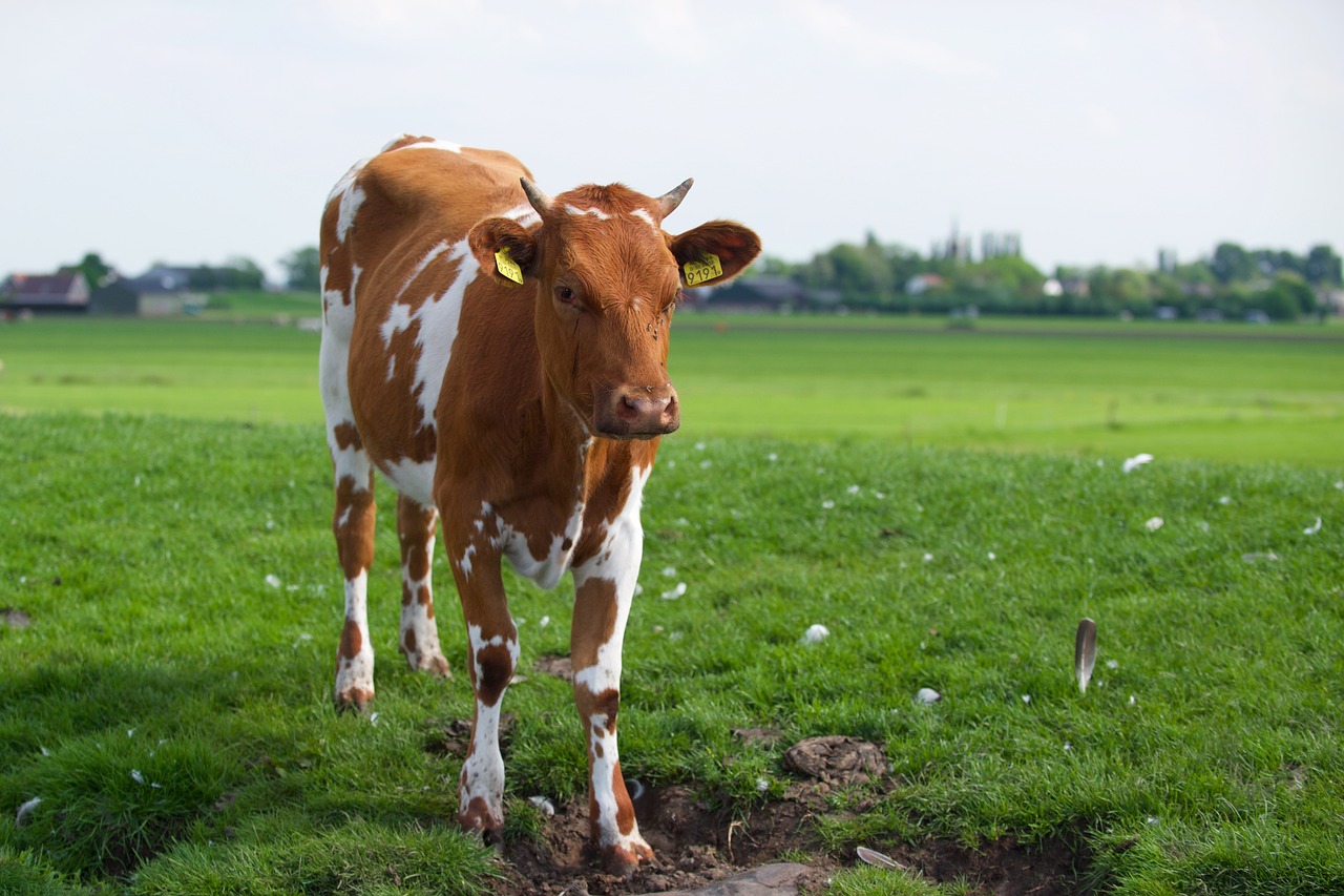 Agriculture - free online jigsaw puzzle photo