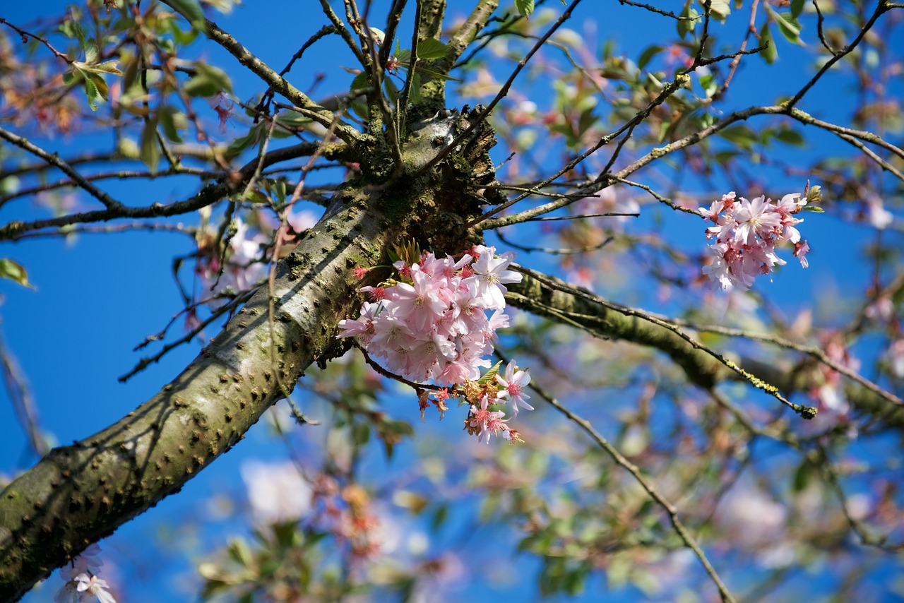 树 花 枝杈 - Pixabay上的免费照片 - Pixabay