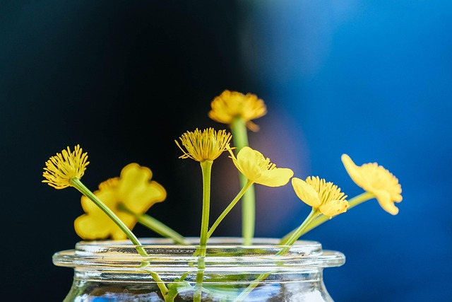Natuur, Bloem, Gratis Wallpaper