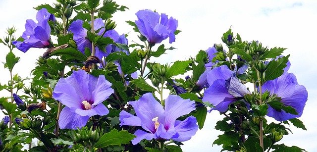 Free Hydrangea Nature photo and picture