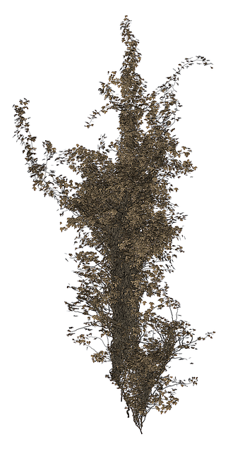 Free isolated tree ivy tree illustration