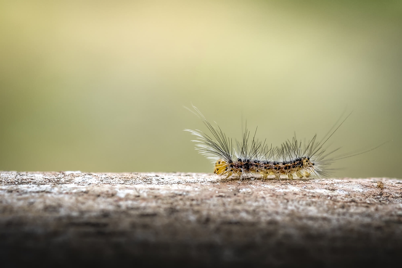 Sol Cu Insecte Inseto Jardim Sol - Foto gratuita no Pixabay - Pixabay