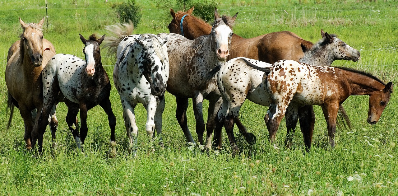 Grass - free online jigsaw puzzle photo