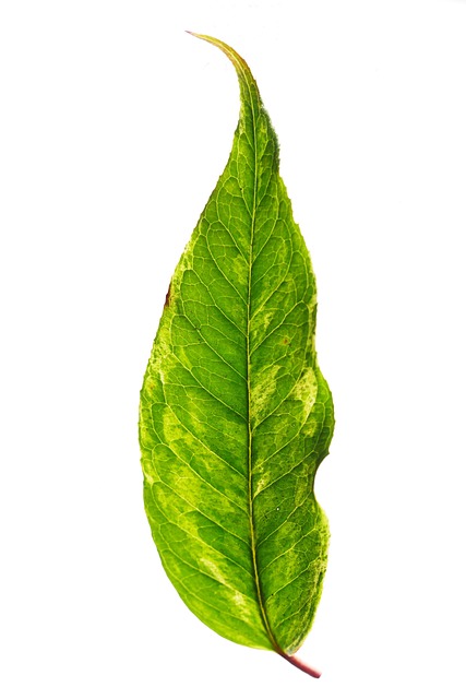 Blad, Natur, Vækst, Flora, Økologi