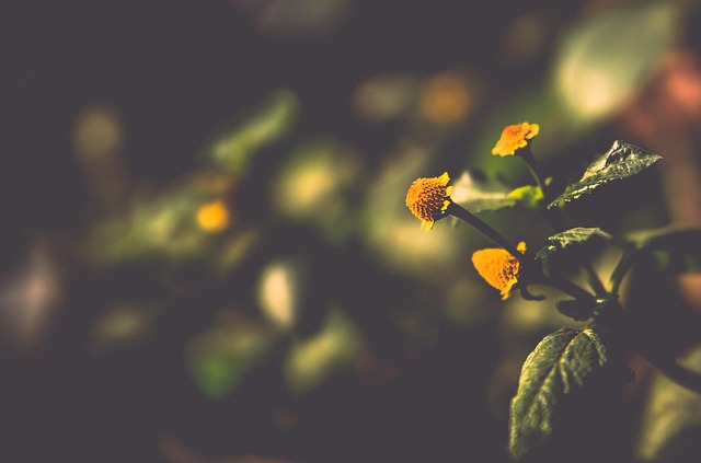 Free Desktop Nature photo and picture
