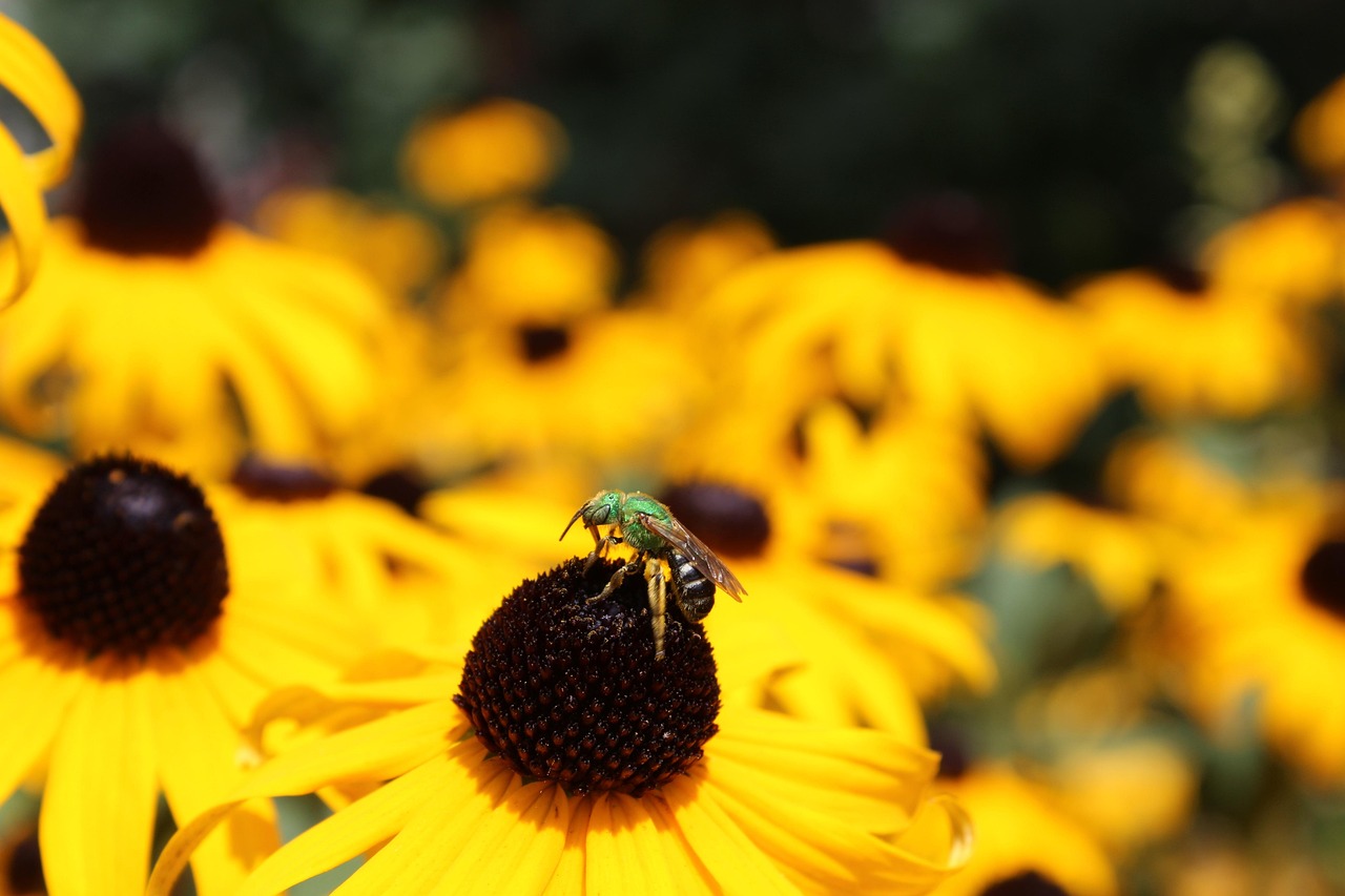 昆虫 自然 户外 - Pixabay上的免费照片 - Pixabay