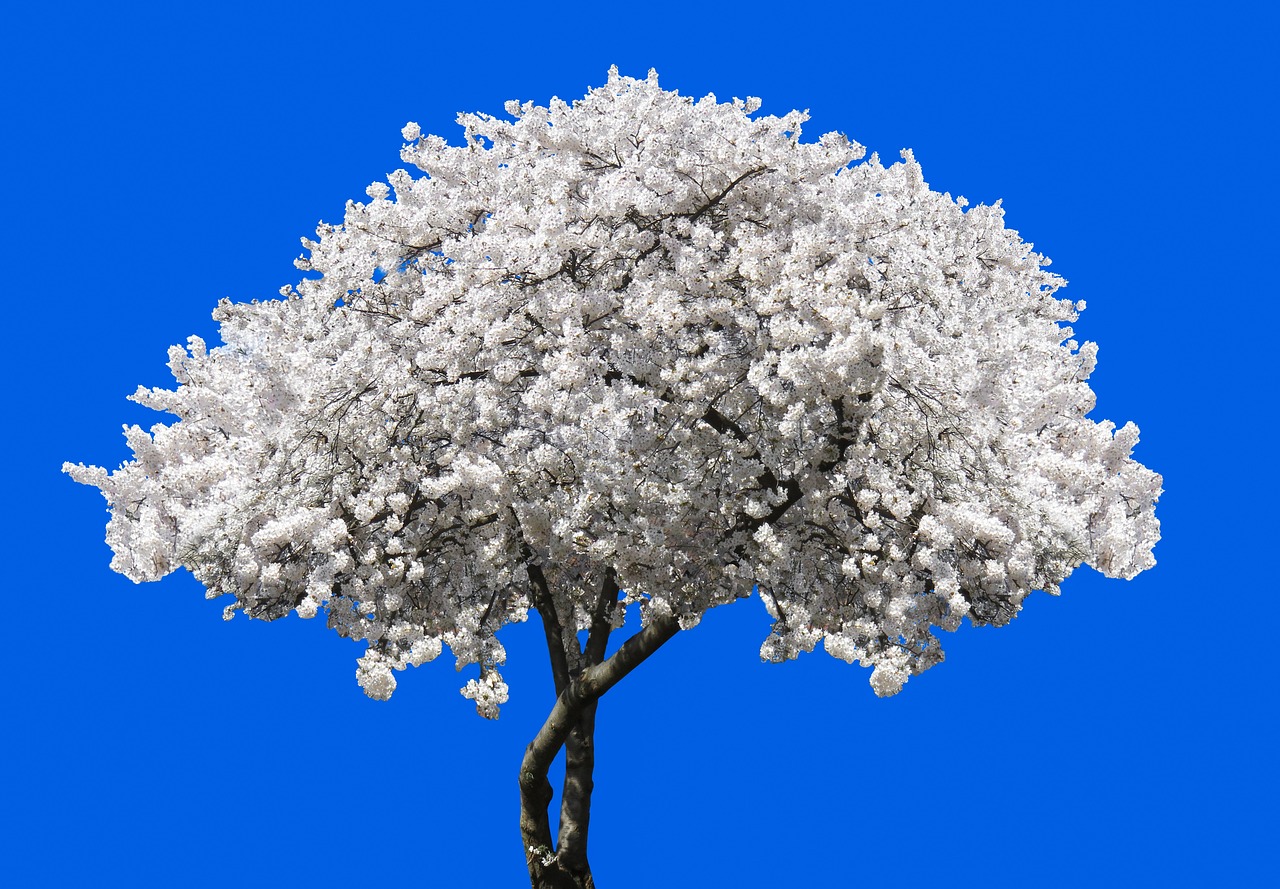 Plus de 8 000 photos gratuites de Cerisier et de Nature - Pixabay