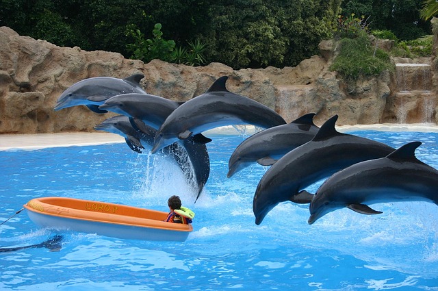 Free Dolphin Vacations photo and picture