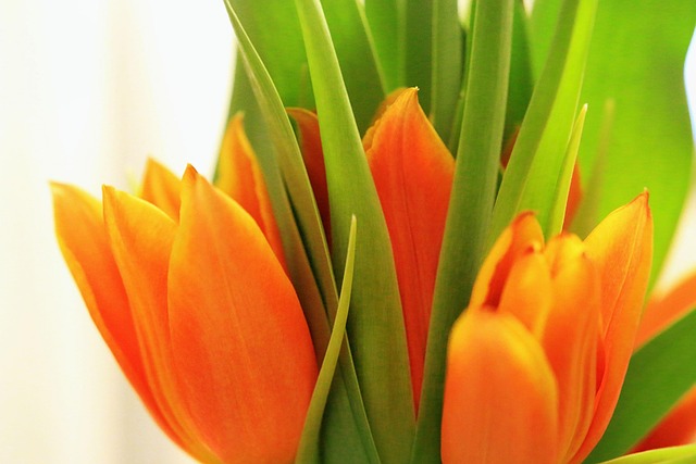 Free Tulip Flower photo and picture