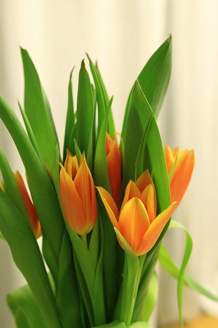 Free Nature Tulip photo and picture
