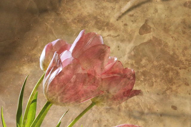 flower, bouquet, tulip, beautiful flowers, pink, color, flowers send, to send flowers service, petal, nature, flower background, flower wallpaper, romantic, gift, love, spring, beautiful