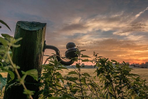 Natur, Landbrug, Plante, Himmel, Sommer
