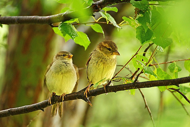 Free Sparrow Sparrows photo and picture