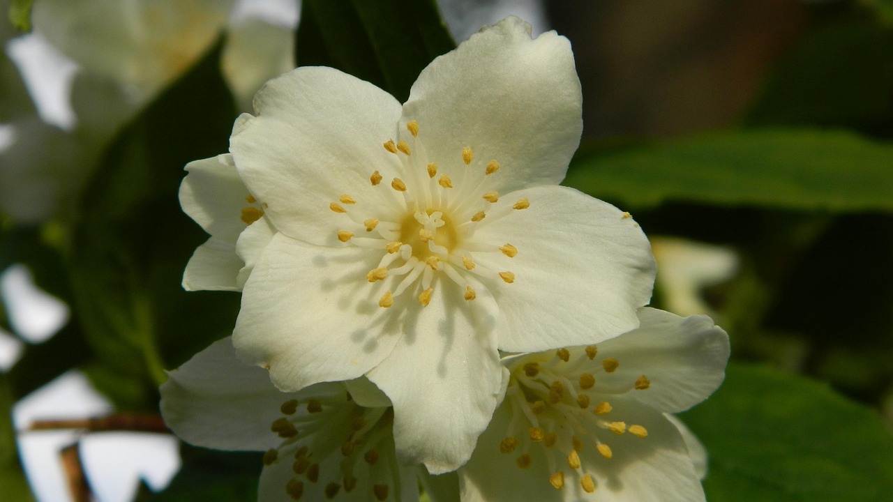 Jasmin Busch Blühender Strauch Kostenloses Foto auf Pixabay Pixabay