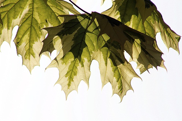 Free Leaf Nature photo and picture