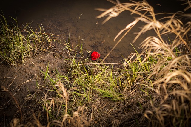 Rosa, Agua, Río, Estanque, Solo, Rojo