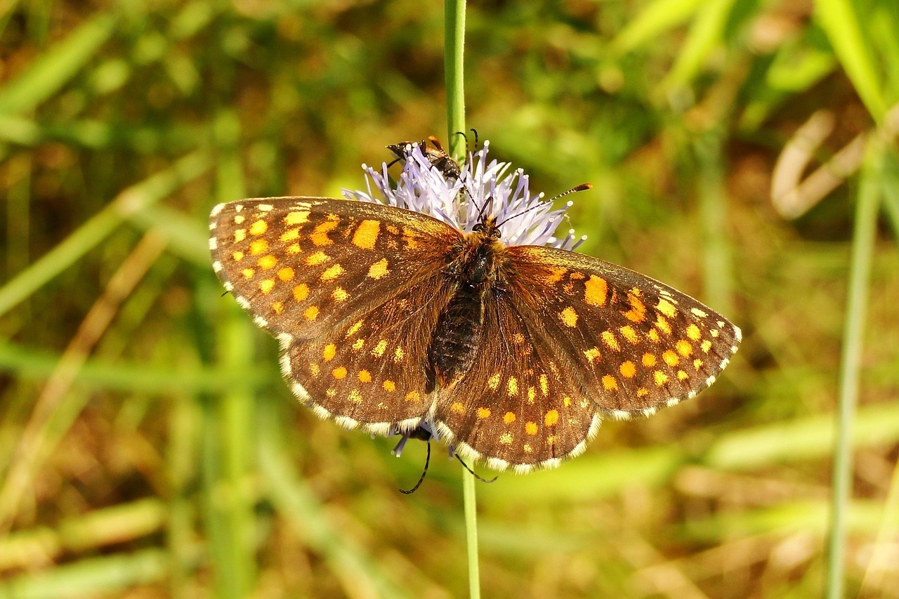 Natur Schmetterlinge Tagsüber - Kostenloses Foto auf Pixabay - Pixabay