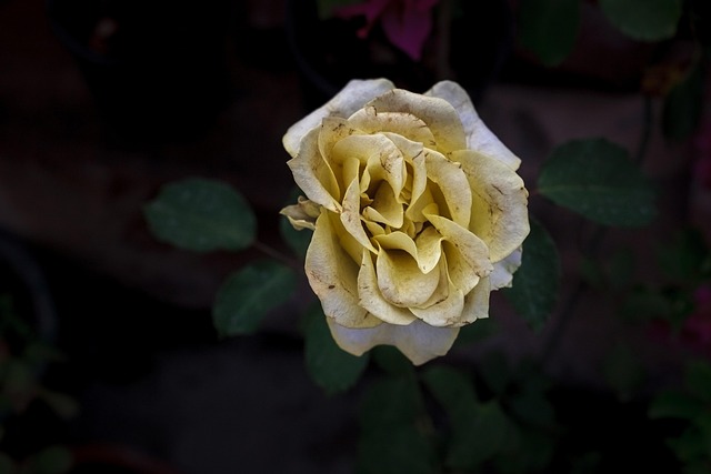 Free Flower Rose photo and picture