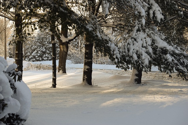 Free Snow Winter photo and picture