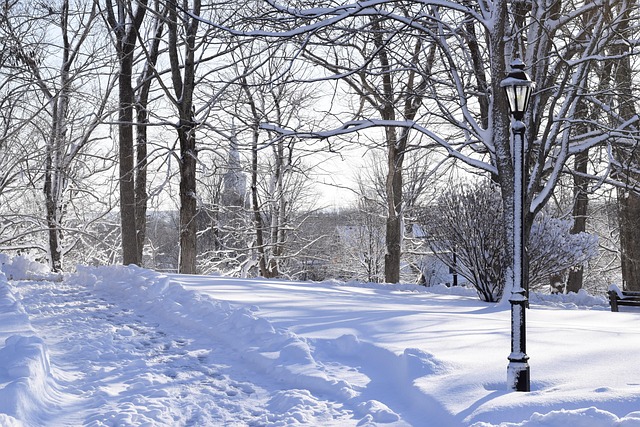 Free Winter Snow photo and picture