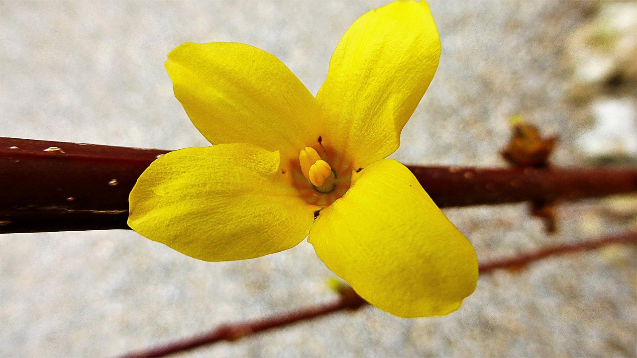 Nature Fleur Plante En Plein Photo Gratuite Sur Pixabay Pixabay Nature Fleur Plante En Plein Photo Gratuite Sur Pixabay Pixabay