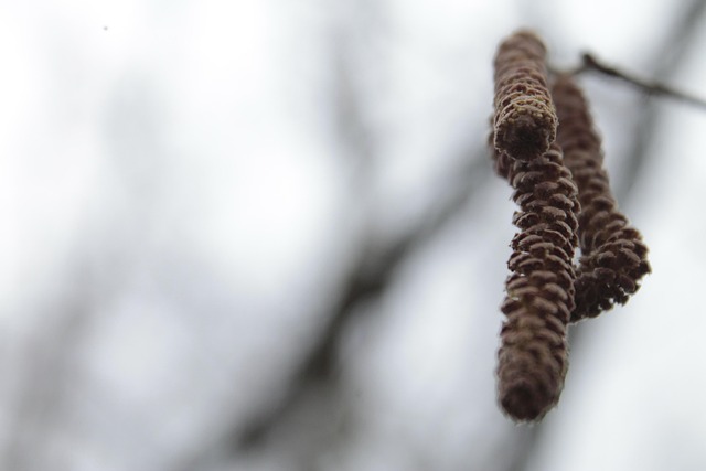 Free Nature Blur photo and picture