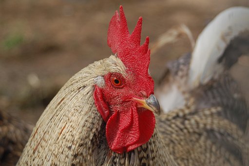920 Gambar Hewan Ayam Jago Gratis
