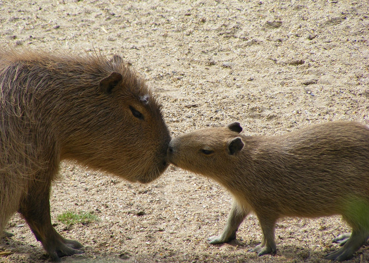 100 Kostenlose Capybara Und Natur Bilder Pixabay