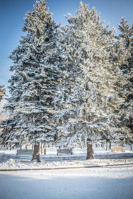 Free Winter Snow photo and picture