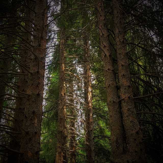 Free Wood Tree photo and picture
