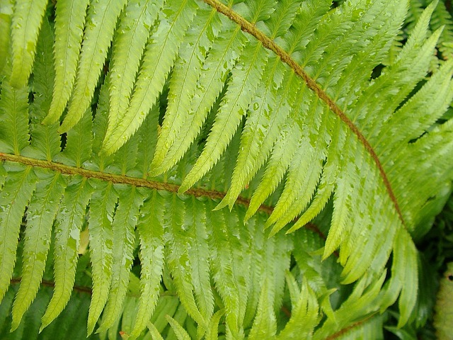 Free Plant Leaf photo and picture