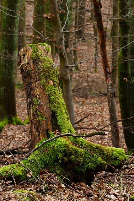 Tre, Mose, Natur, Stamme, Bark, Falle