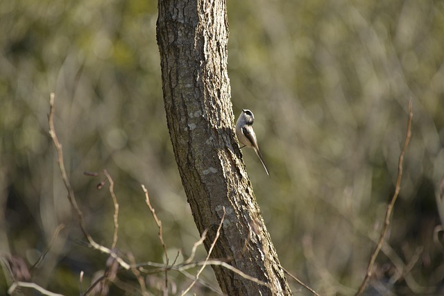 Vogel, Wilde Tiere, Natur, Natürliche