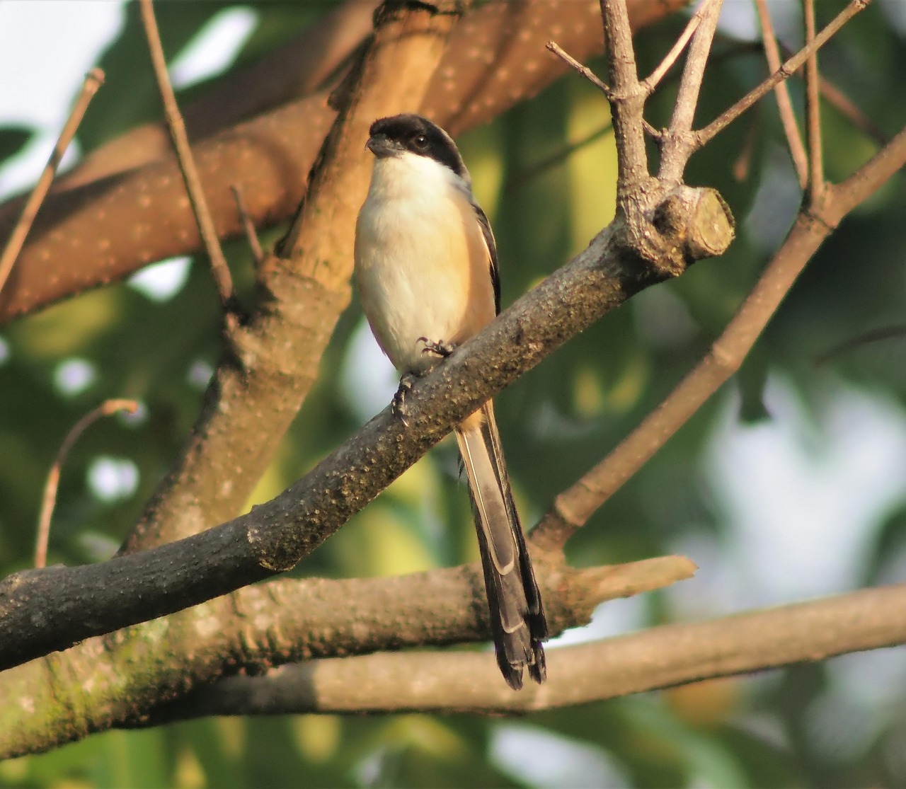 10+ Free Long-Tailed Shrike & Bird Images - Pixabay