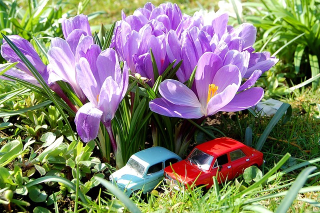 Blume, Natur, Garten, Blumentapete