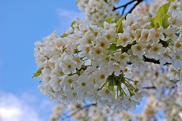 Blume, Flora, Blumen Hintergrund, Natur